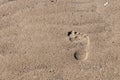 The footprint of a man's foot on wet sand. Royalty Free Stock Photo