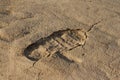 Footprint of a man's shoes on wet sand at sunset Royalty Free Stock Photo