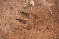 A footprint marked on the loose ground of the field