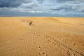 Footprint over the sand Royalty Free Stock Photo