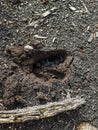 Footprint of a roe deer in very deep mud in the ground with frozen moisture