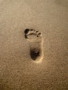 Footprint in the sand on the beach Royalty Free Stock Photo