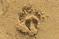 Footprint on sand beach background texture Royalty Free Stock Photo