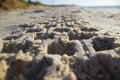 Footprint in sand car tire quadro cycle at sunrise beach Royalty Free Stock Photo