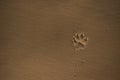 Footprint in the sand from a puppy, a small dog. On a brown sand background. Neat texture. Horizontal view. Copy space. Top view Royalty Free Stock Photo