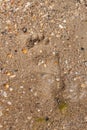 Footprint in the sand