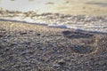 Footprint on the sea beach Royalty Free Stock Photo