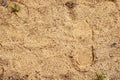 Footprint of a shoe in wet sand Royalty Free Stock Photo
