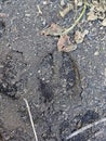 footprint of a small Deer left in the mud