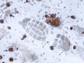 Footprint in the snow