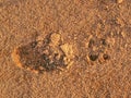 Footprint of soccer cleats shoe cleats in dry red clay of court.