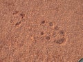 Footprint of soccer cleats shoe cleats in dry red clay of court.