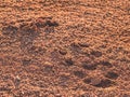 Footprint of soccer cleats shoe cleats in dry red clay of court. Royalty Free Stock Photo