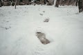 Footprint walking in the snow