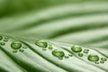 Footprint water drops on leaf Royalty Free Stock Photo