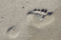 Footprint on the wet fine sand. Baltic Sea beach. Royalty Free Stock Photo