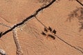 Wolf footprint in desert Royalty Free Stock Photo