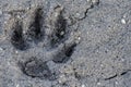 Footprint of a wolf on the ground. Research of wild animal tracks Royalty Free Stock Photo