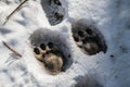 footprint of a wolf in the snow, with droplets of water from melted ice visible next to each paw print Royalty Free Stock Photo