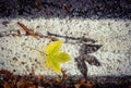 Footprint of a yellow leaves