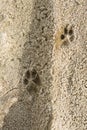 Footprints of the animal in the sand,on soft soil Royalty Free Stock Photo