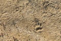 Footprints of the animal in the sand,on soft soil Royalty Free Stock Photo