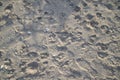 Footprints and animal tracks on the sand in a sunny day with shadow Royalty Free Stock Photo