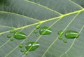 Footprints of animal on walnut green leaf Royalty Free Stock Photo