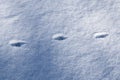 Footprints of animals and birds in fresh white snow in winter Royalty Free Stock Photo