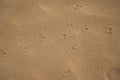 Footprints of Australian Ibis birds on wet beach sand. Royalty Free Stock Photo