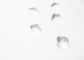 Footprints of bare human feet on white snow close up Royalty Free Stock Photo