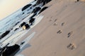 Footprints on the beach Royalty Free Stock Photo