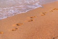 Footprints on the beach close-up. close-up of human footprints in the wet sand on the seashore Royalty Free Stock Photo