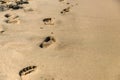 Footprints at the beach Royalty Free Stock Photo