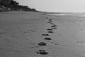 Footprints on the beach's morning sand. Royalty Free Stock Photo