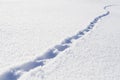 Footprints of the beast in the fresh snow