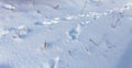 Footprints of the beast on the snow in winter