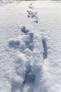 Footprints of the beast on the snow in winter