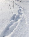 Footprints of the beast on the snow in winter