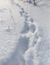 Footprints of the beast on the snow in winter