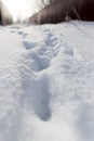 Footprints of the beast on the snow in winter