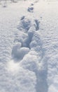 Footprints of the beast on the snow in winter