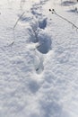 Footprints of the beast on the snow in winter