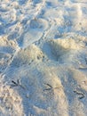 Footprints of a bird in the sand Royalty Free Stock Photo