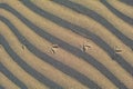 Footprints of a bird in the sand