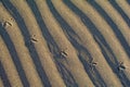 Footprints of a bird in the sand