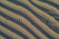 Footprints of a bird in the sand