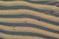 Footprints of a bird in the sand