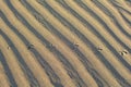 Footprints of a bird in the sand