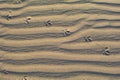 Footprints of a bird in the sand